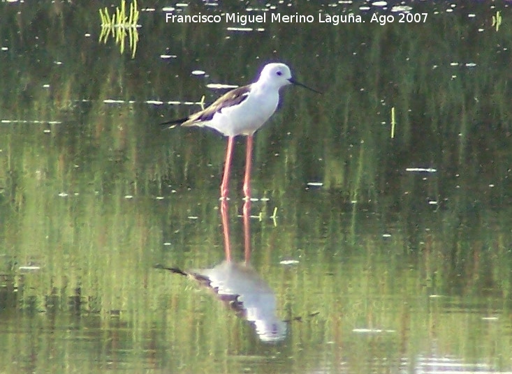 Pjaro Cigeuela - Pjaro Cigeuela. Santa Pola