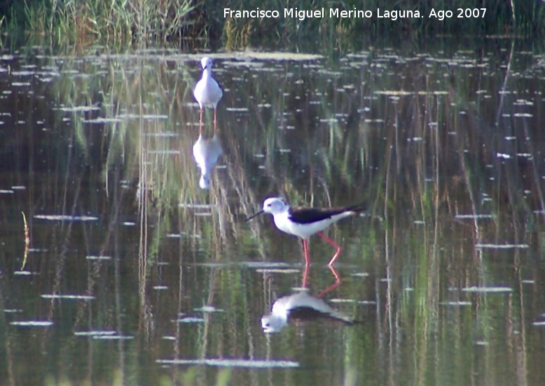 Pjaro Cigeuela - Pjaro Cigeuela. Santa Pola