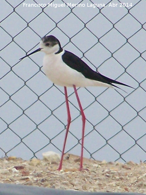 Pjaro Cigeuela - Pjaro Cigeuela. Torre Bermeja - Jan