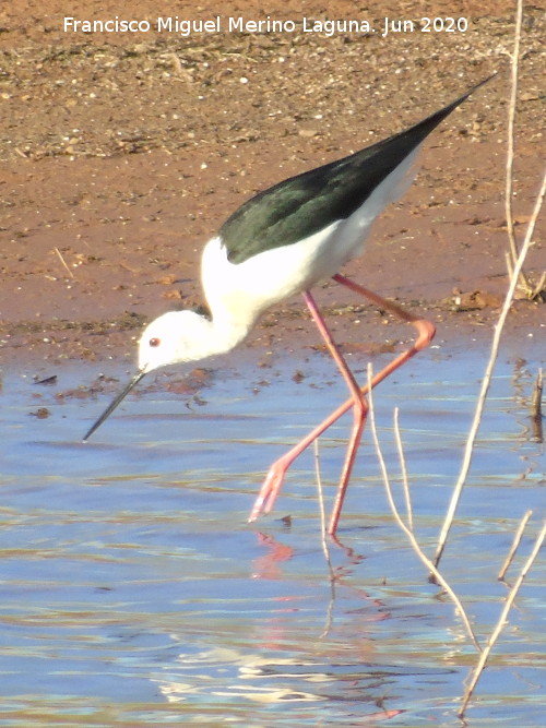 P�jaro Cig�e�uela - P�jaro Cig�e�uela. Pantano del Guadal�n - Vilches