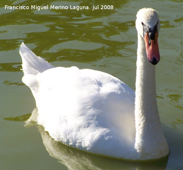 Pjaro Cisne - Pjaro Cisne. Benalmdena