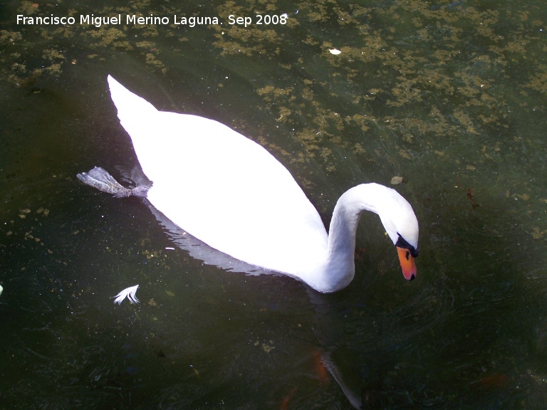 Pjaro Cisne - Pjaro Cisne. Crdoba