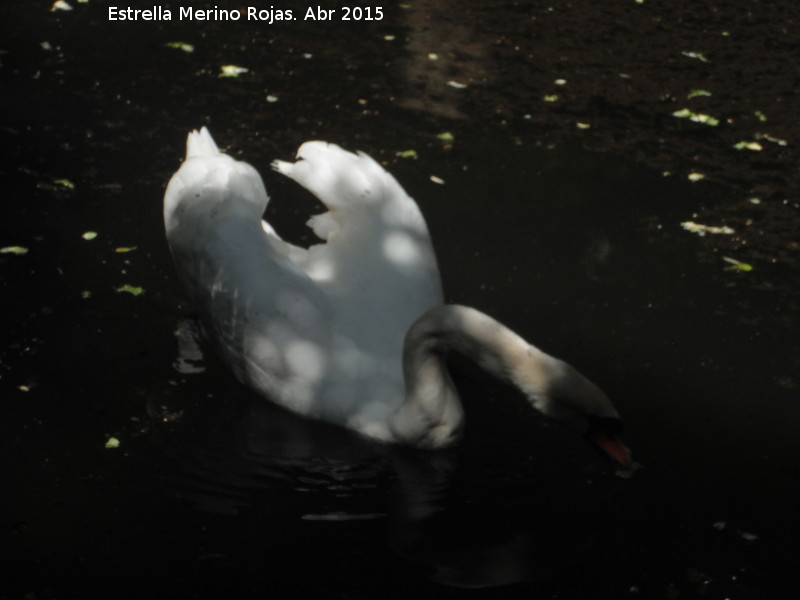 Pjaro Cisne - Pjaro Cisne. Zoo de Crdoba