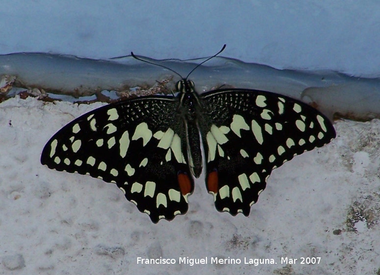 Mariposa del Limn - Mariposa del Limn. Granada