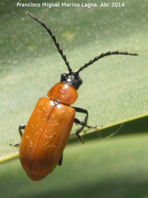 Escarabajo cerambcido - Escarabajo cerambcido. Arquillos el Viejo - Vilches