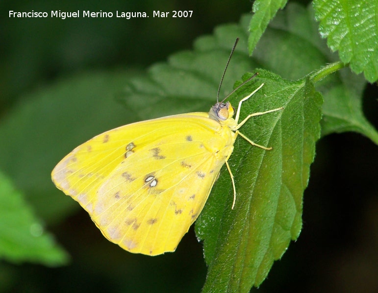 Mariposa Colia - Mariposa Colia. Granada