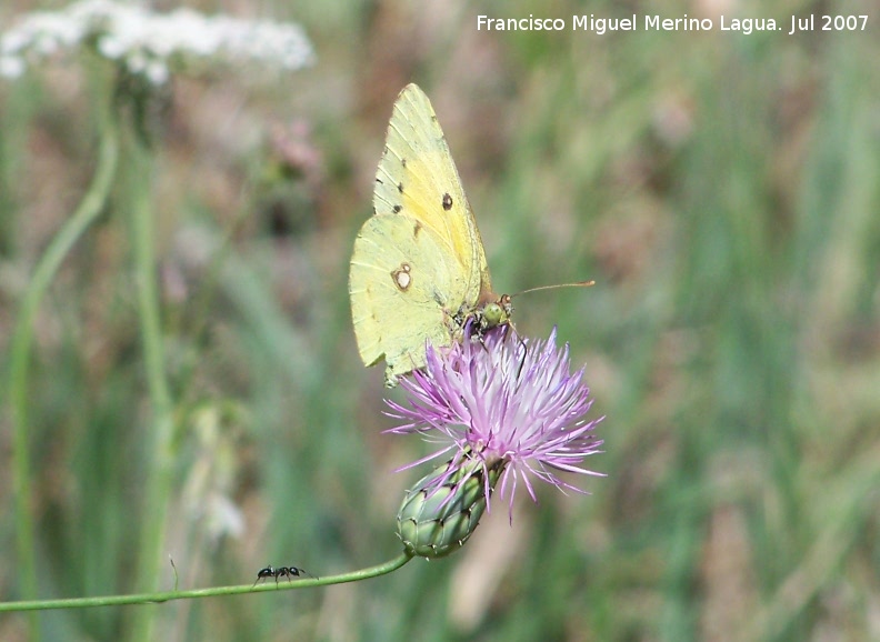 Mariposa Colia - Mariposa Colia. Segura