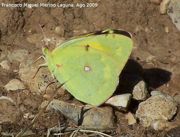 Mariposa Colia - Mariposa Colia. Puntal de la Misa (Santiago Pontones)