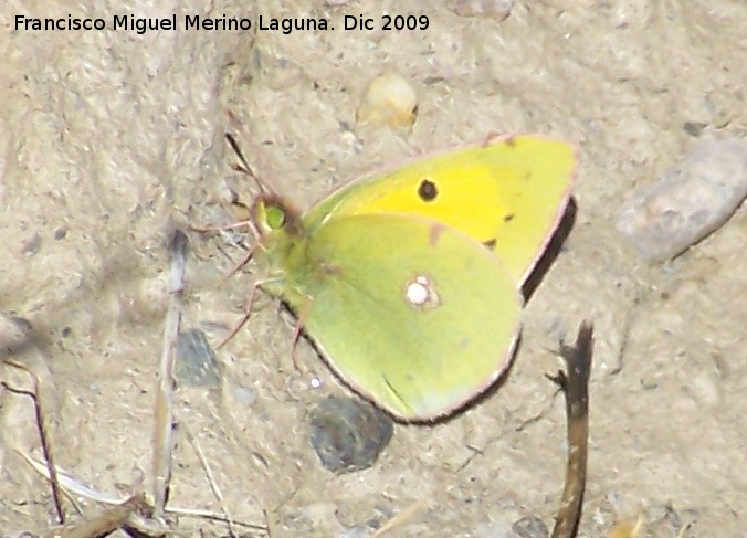 Mariposa Colia - Mariposa Colia. Gorafe