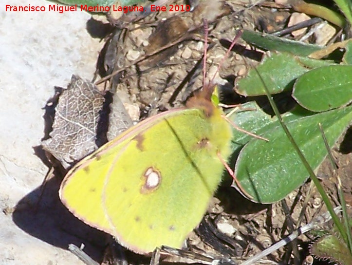 Mariposa Colia - Mariposa Colia. Otiñar - Jaén
