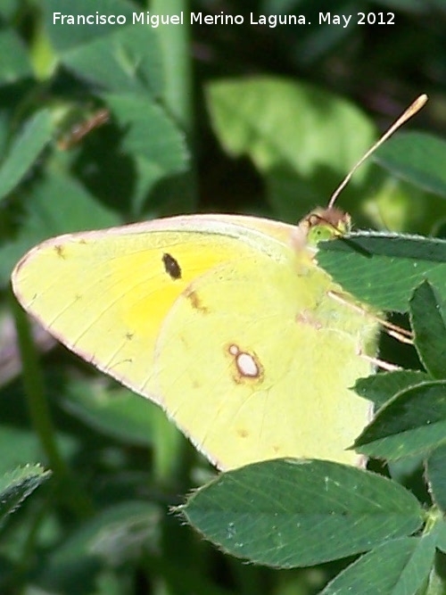 Mariposa Colia - Mariposa Colia. 