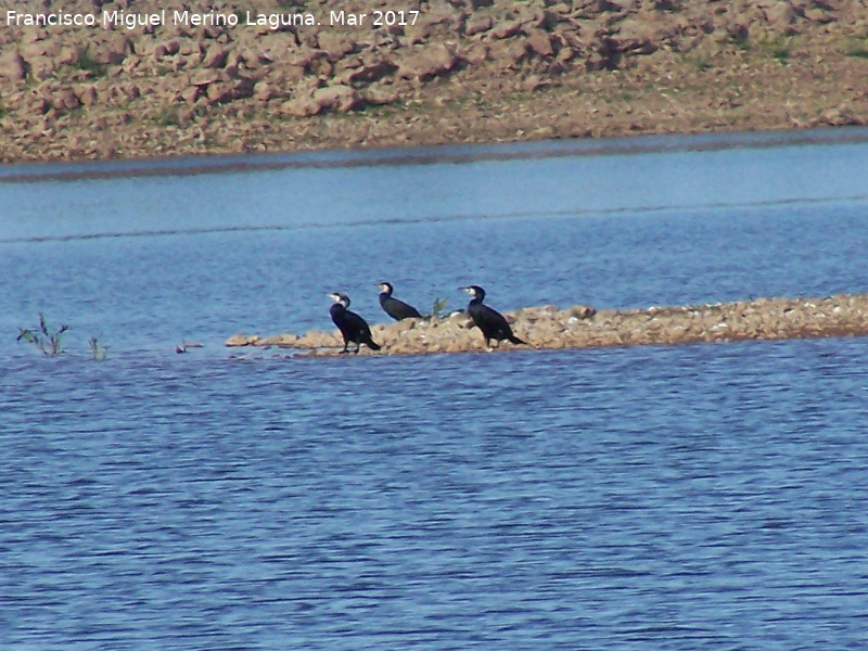 Pjaro Cormorn - Pjaro Cormorn. Pantano del Guadaln - Vilches