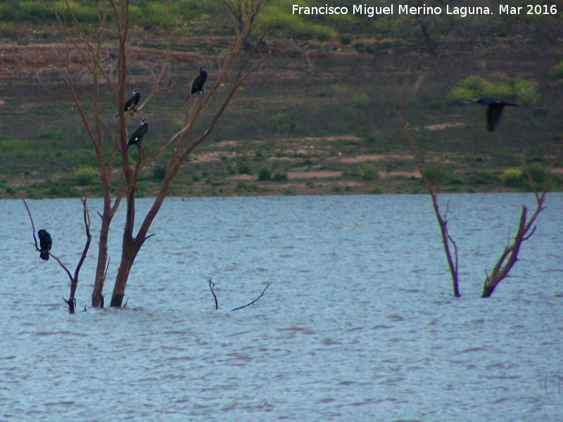 Pjaro Cormorn - Pjaro Cormorn. Pantano de Giribaile - beda