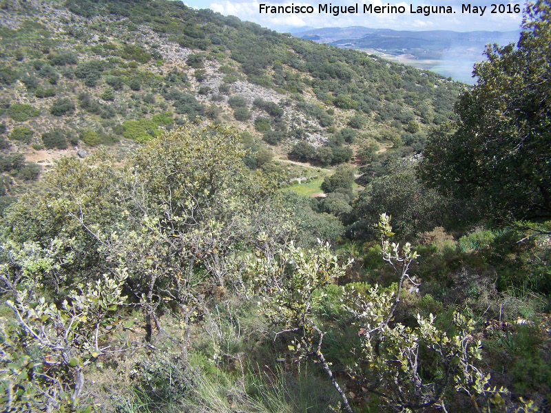 Cerro del Camello - Cerro del Camello. 