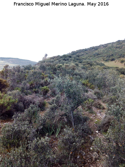 Cerro del Camello - Cerro del Camello. Hacia la Piedra de la Virgen del Camello