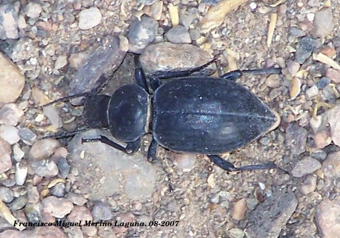 Escarabajo Tentyria - Escarabajo Tentyria. Murcia