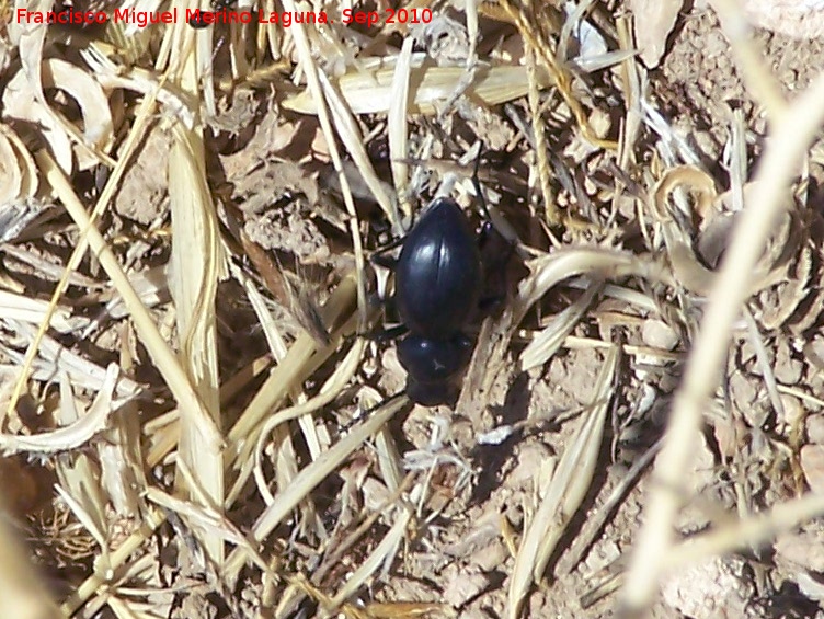 Escarabajo Tentyria - Escarabajo Tentyria. Pea de Martos - Martos