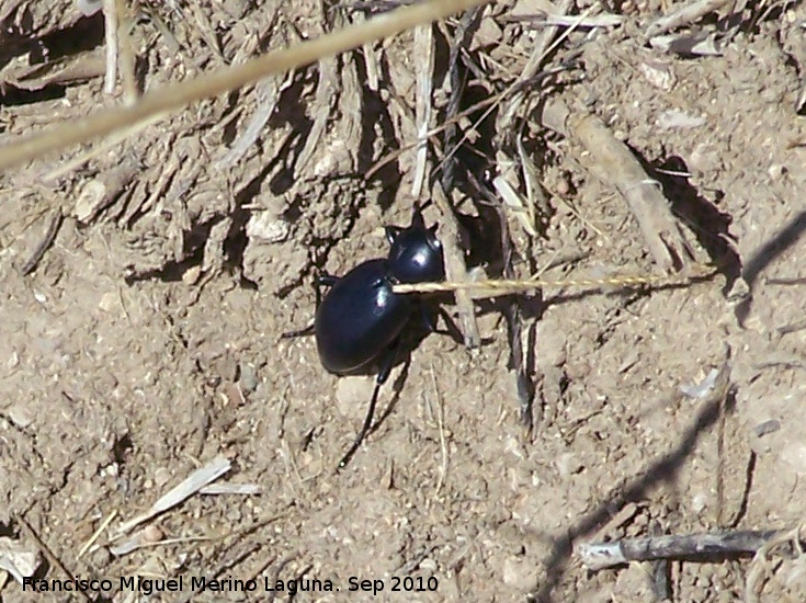 Escarabajo Tentyria - Escarabajo Tentyria. Pea de Martos - Martos