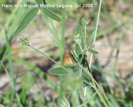 Mariposa dorada de manchas blancas - Mariposa dorada de manchas blancas. Segura