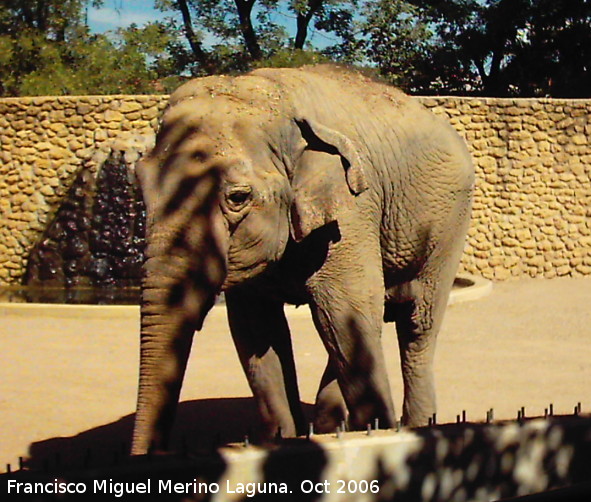 Elefante asitico - Elefante asitico. Crdoba