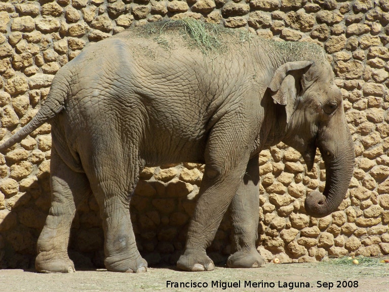 Elefante asitico - Elefante asitico. Crdoba