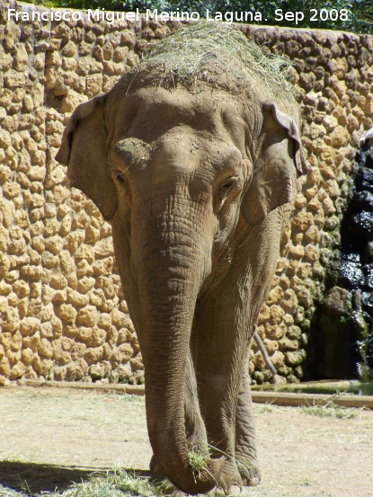 Elefante asiático - Elefante asiático. Córdoba