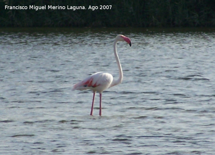 Pjaro Flamenco - Pjaro Flamenco. Santa Pola