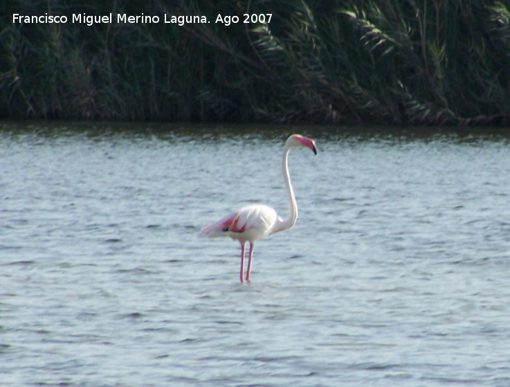 Pjaro Flamenco - Pjaro Flamenco. Santa Pola