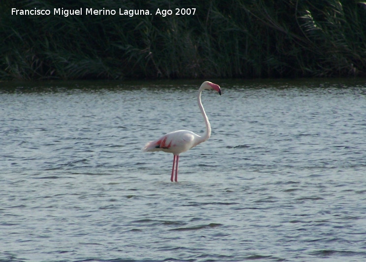 Pjaro Flamenco - Pjaro Flamenco. Santa Pola