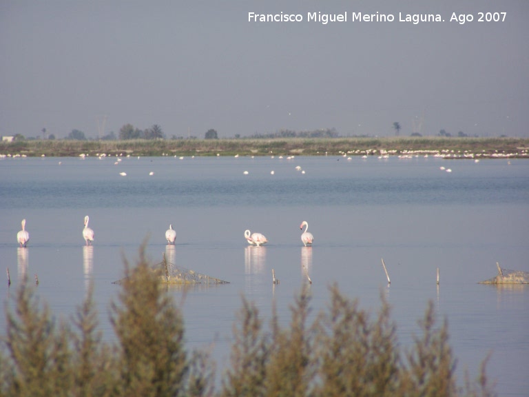 Pjaro Flamenco - Pjaro Flamenco. Santa Pola