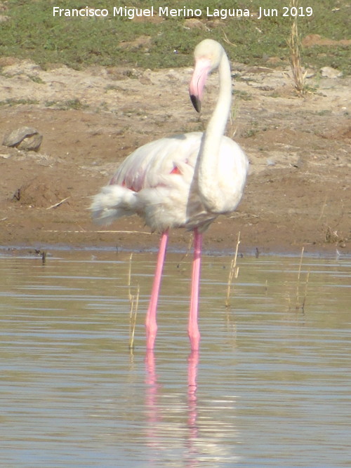 Pjaro Flamenco - Pjaro Flamenco. Laguna Dulce - Campillos