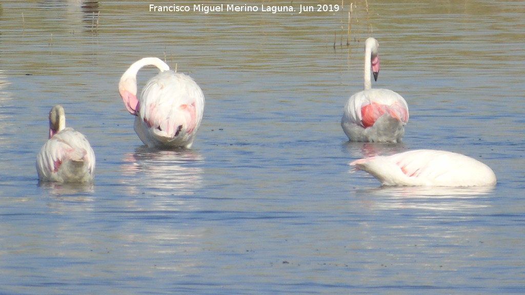 Pjaro Flamenco - Pjaro Flamenco. Laguna Dulce - Campillos