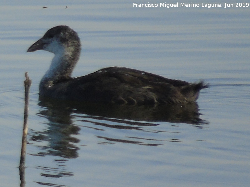 Pjaro Focha - Pjaro Focha. Pollo. Laguna Dulce - Campillos