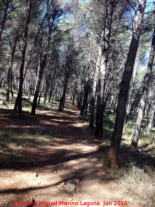 Cerro Cao Quebrado - Cerro Cao Quebrado. Pinares