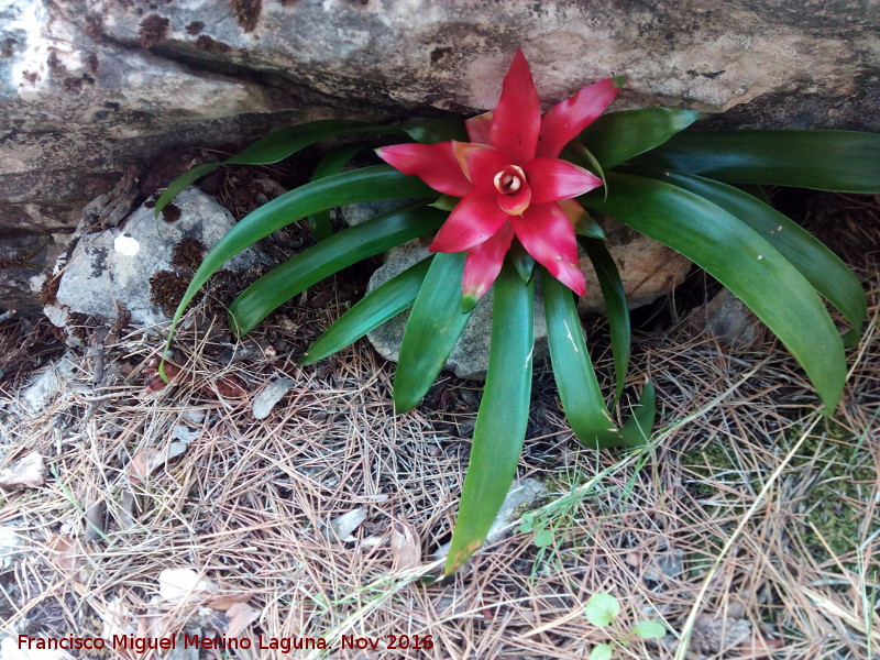 Cerro Cao Quebrado - Cerro Cao Quebrado. Guzmania estrella escarlata puesta en una grieta de una roca