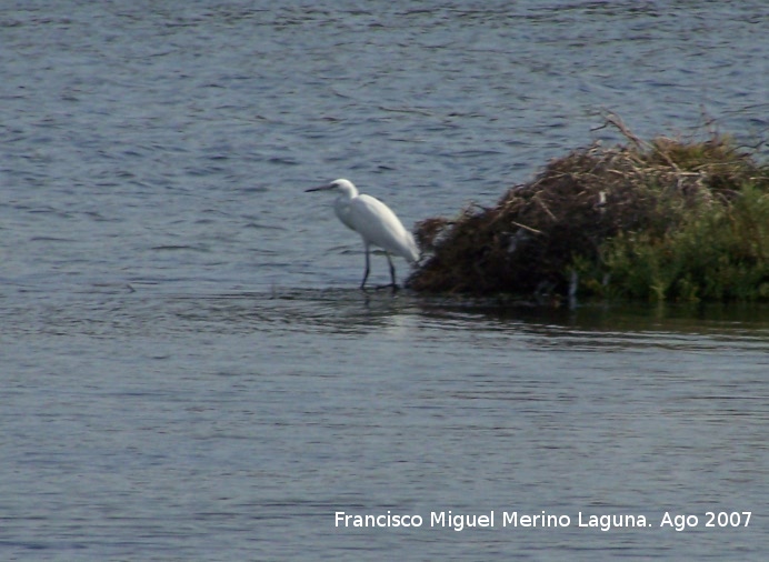 Pjaro Garceta - Pjaro Garceta. Santa Pola