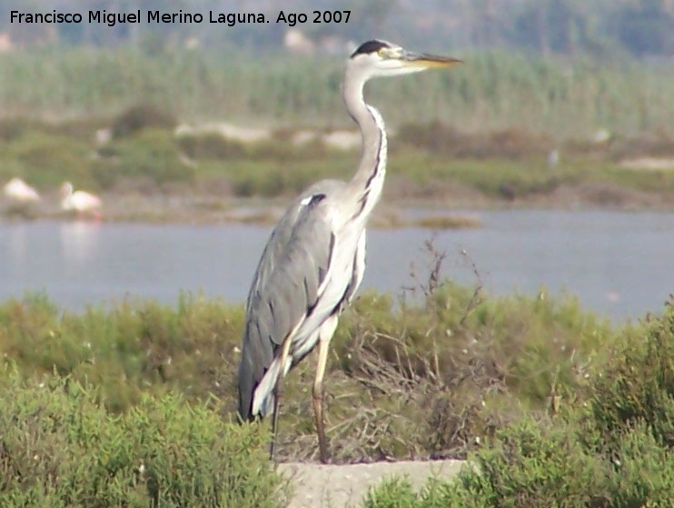 Pjaro Garza real - Pjaro Garza real. Santa Pola