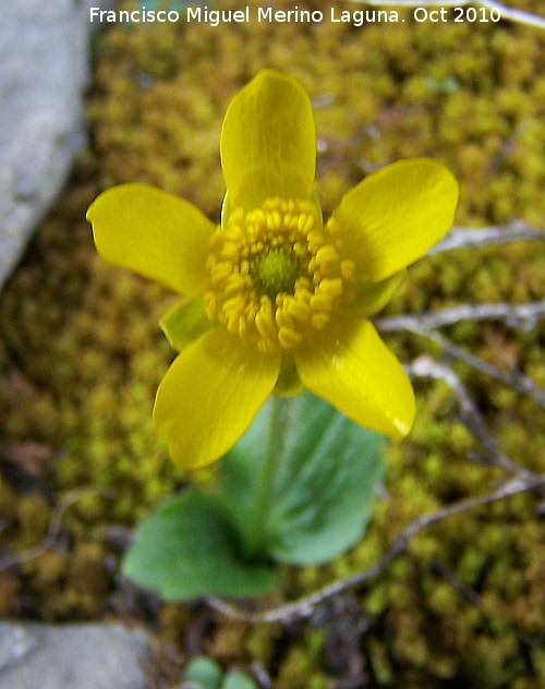 Botn de oro - Botn de oro. Alcaudete