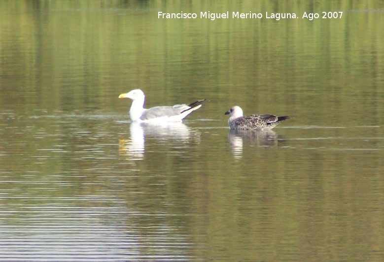 Pjaro Gaviota patiamarilla - Pjaro Gaviota patiamarilla. Gaviota adulta (derecha) y otra joven (izquierda).<br>Santa Pola.