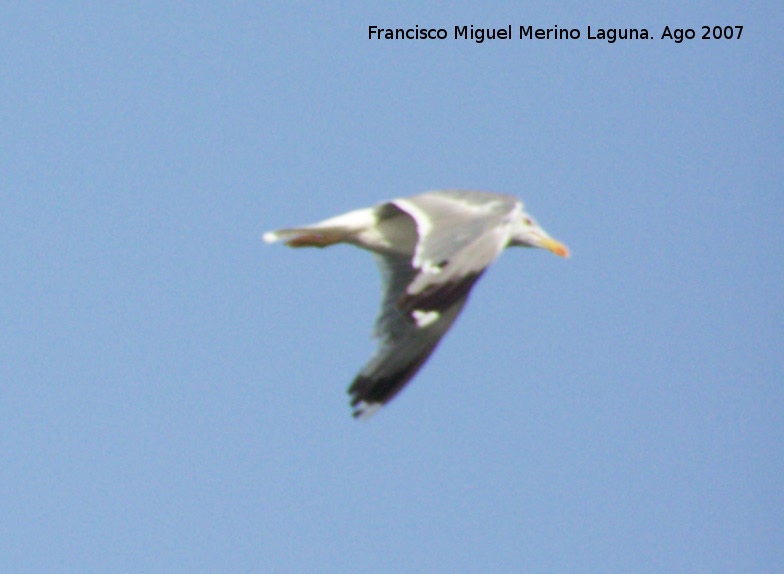 Pjaro Gaviota patiamarilla - Pjaro Gaviota patiamarilla. Santa Pola