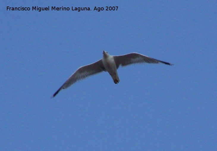 Pjaro Gaviota patiamarilla - Pjaro Gaviota patiamarilla. Santa Pola