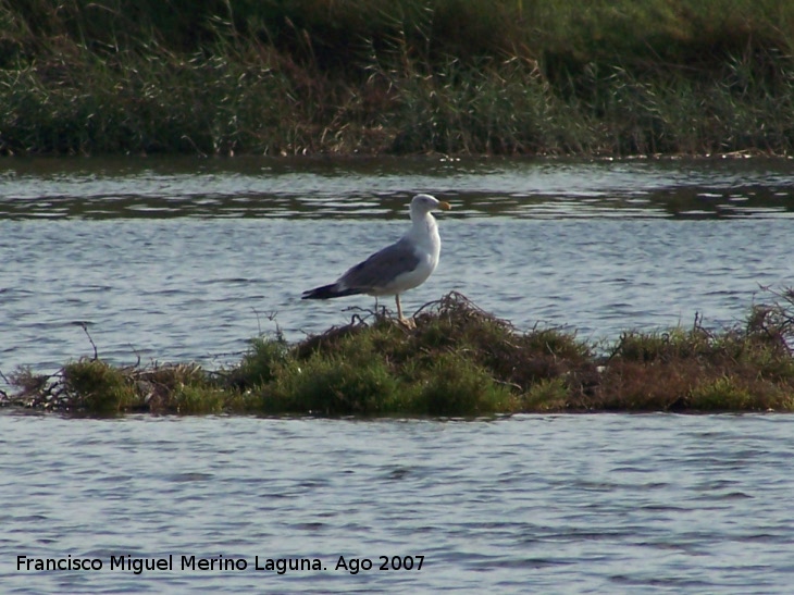 Pjaro Gaviota patiamarilla - Pjaro Gaviota patiamarilla. Santa Pola