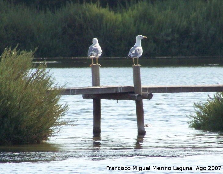 Pjaro Gaviota patiamarilla - Pjaro Gaviota patiamarilla. Santa Pola