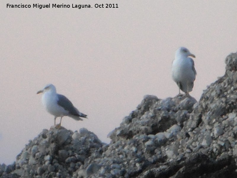 Pjaro Gaviota patiamarilla - Pjaro Gaviota patiamarilla. Nerja