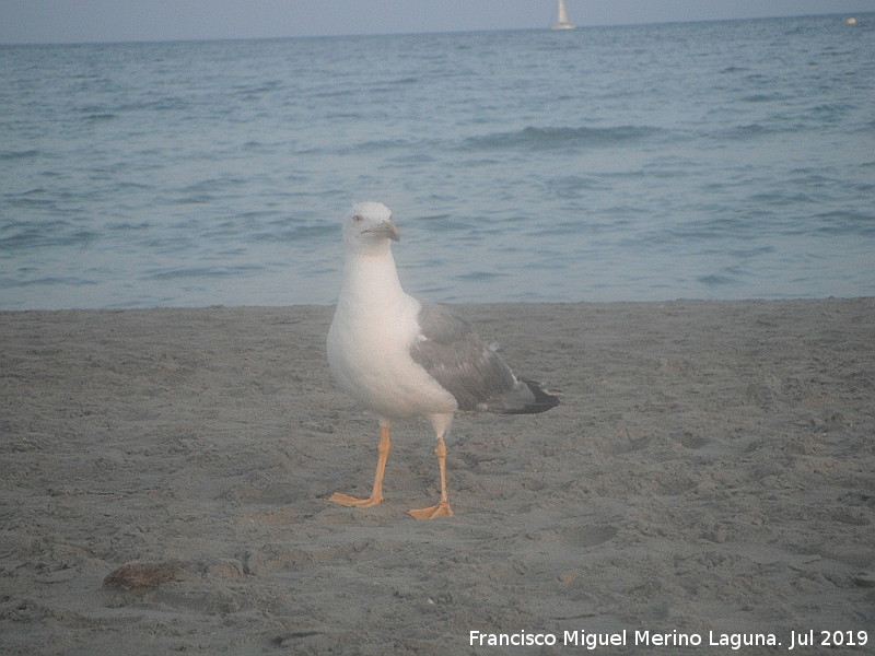 Pjaro Gaviota patiamarilla - Pjaro Gaviota patiamarilla. Santa Pola