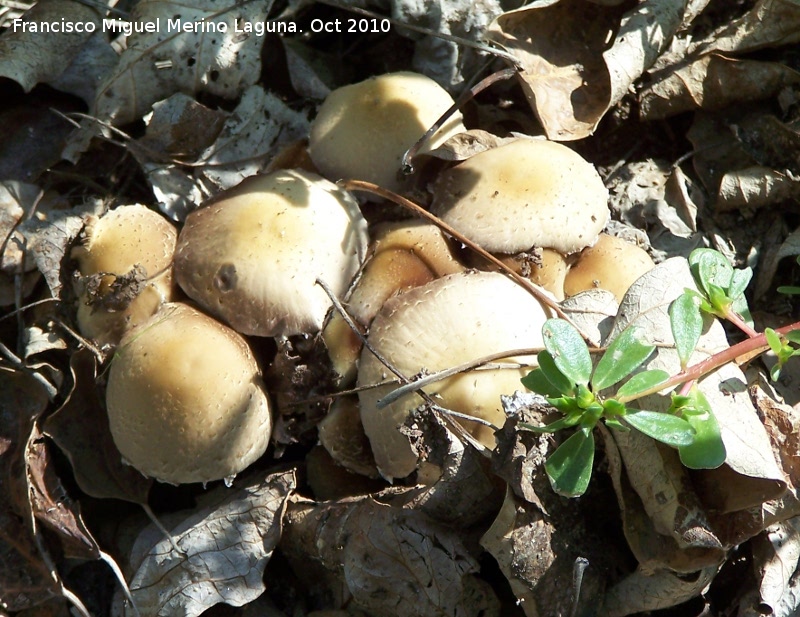 Hypholoma de lminas verdes - Hypholoma de lminas verdes. Ro Quiebrajano - Jan