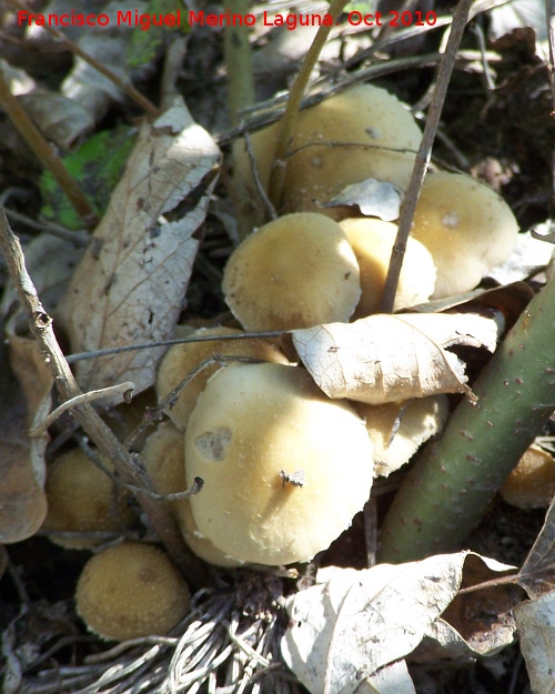 Hypholoma de lminas verdes - Hypholoma de lminas verdes. Ro Quiebrajano - Jan