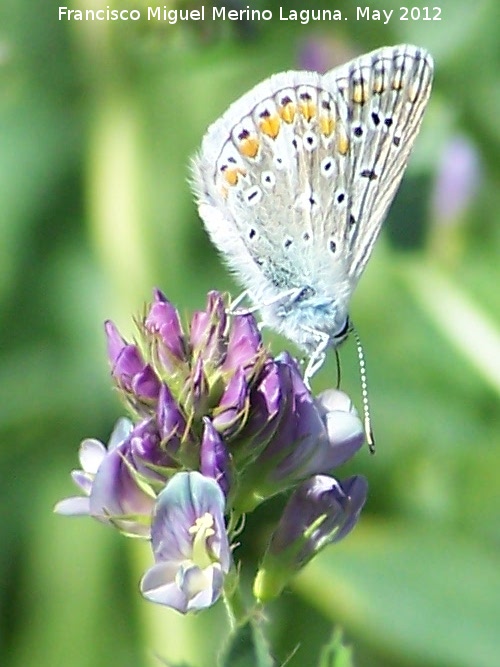 Mariposa naranjita rabicorta - Mariposa naranjita rabicorta. Tajos de San Marcos - Alcal la Real