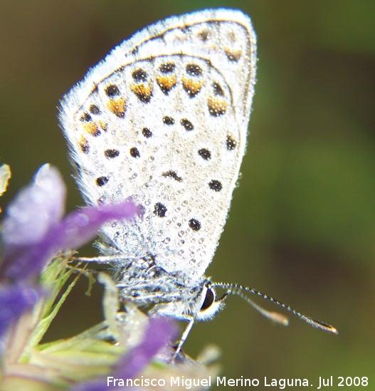 Mariposa naranjita rabicorta - Mariposa naranjita rabicorta. Segura