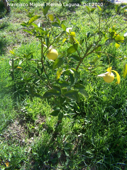 Pomelo - Pomelo. Los Villares